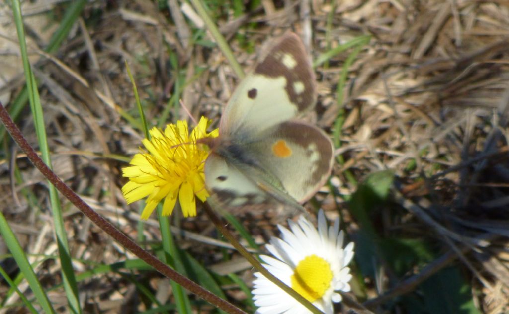 Colias crocea forma helice?